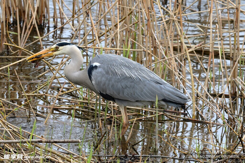 灰鹭立于水边芦苇间