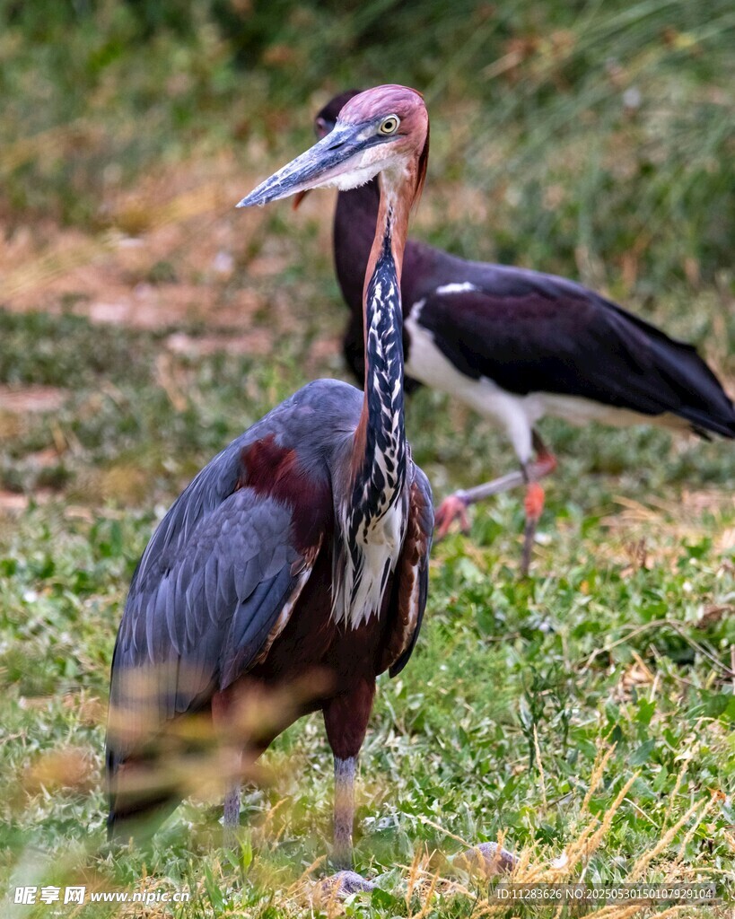 湿地中的两只大型涉禽