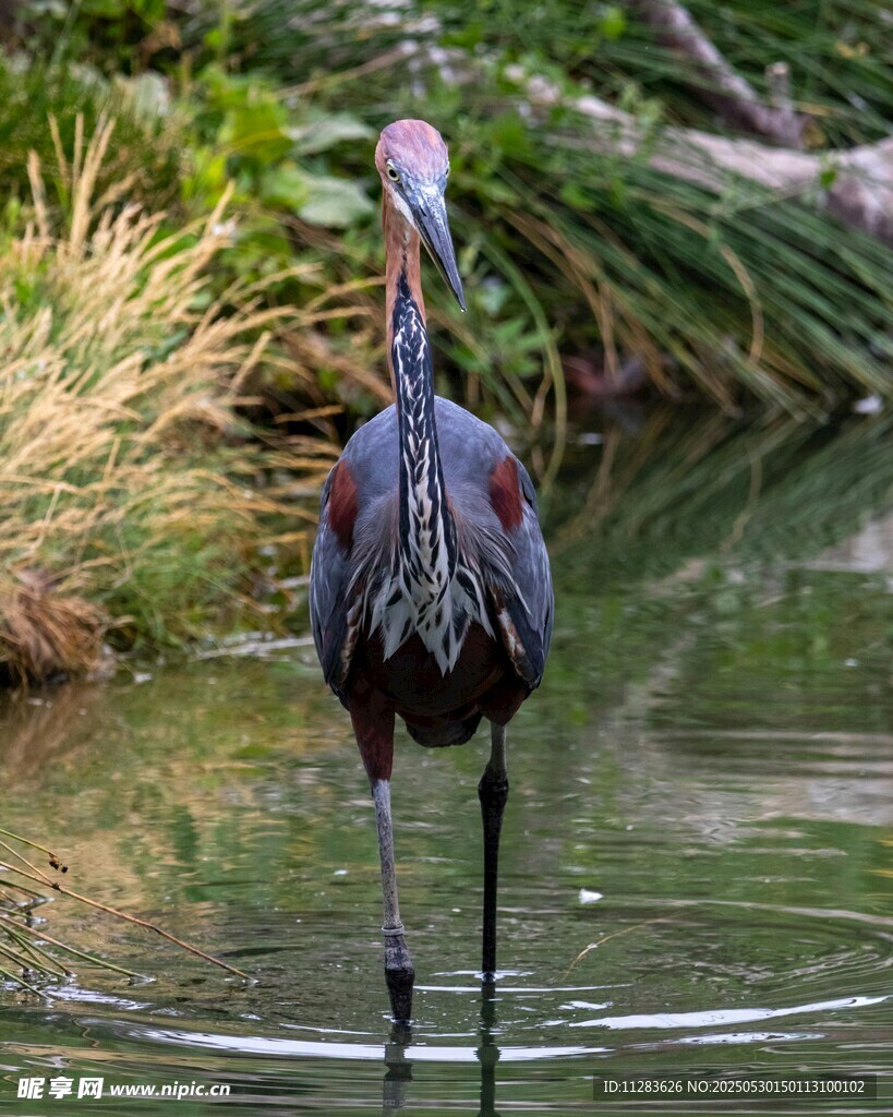 水中站立的优雅长脚鹭鸟