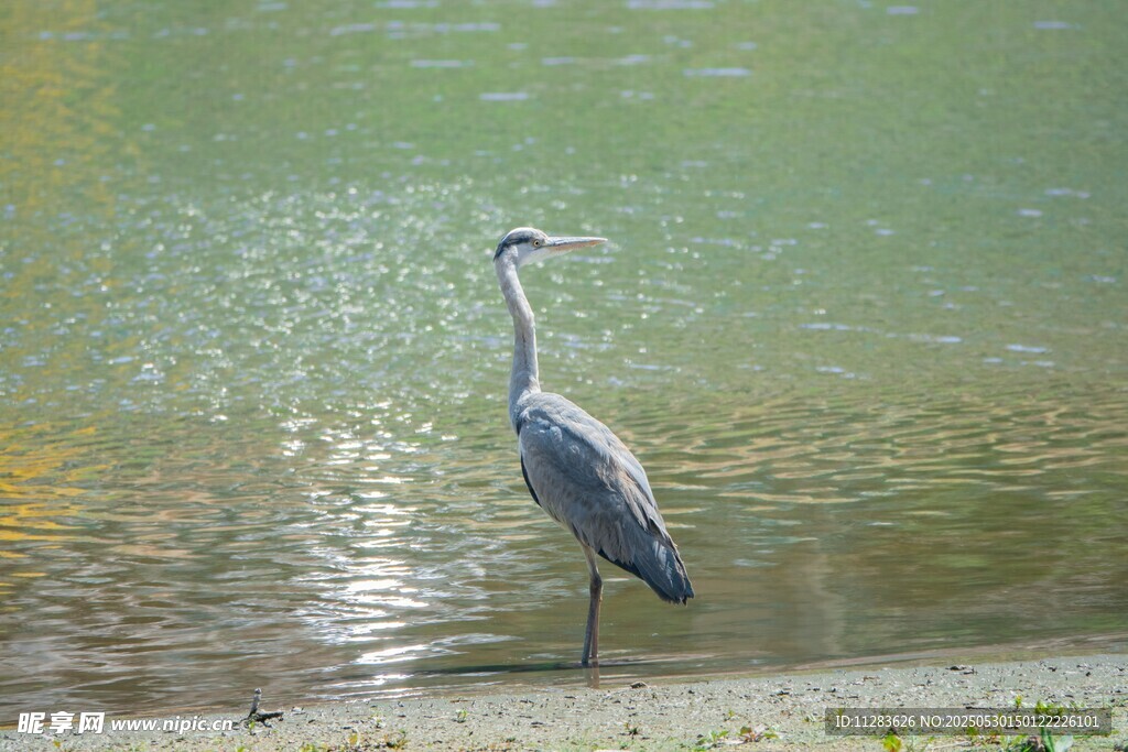 水边伫立的灰鹭