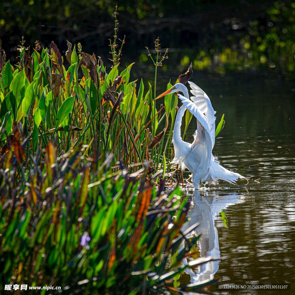 白鹭水中捕食优美瞬间