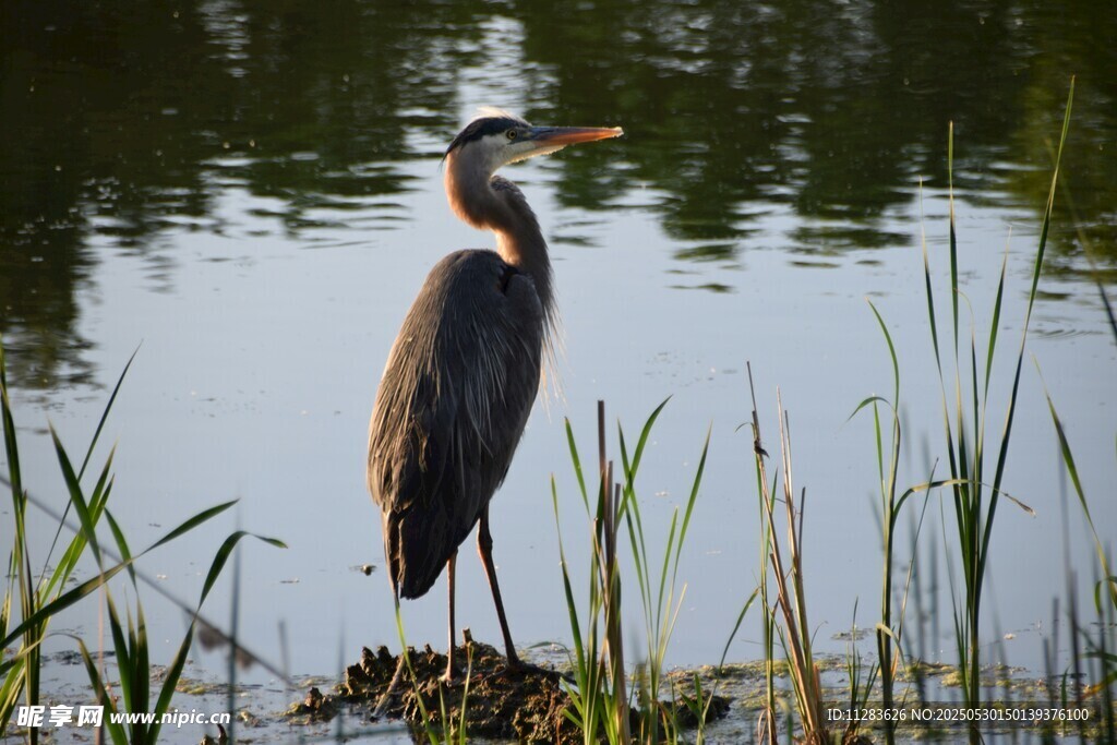 水边伫立的灰鹭