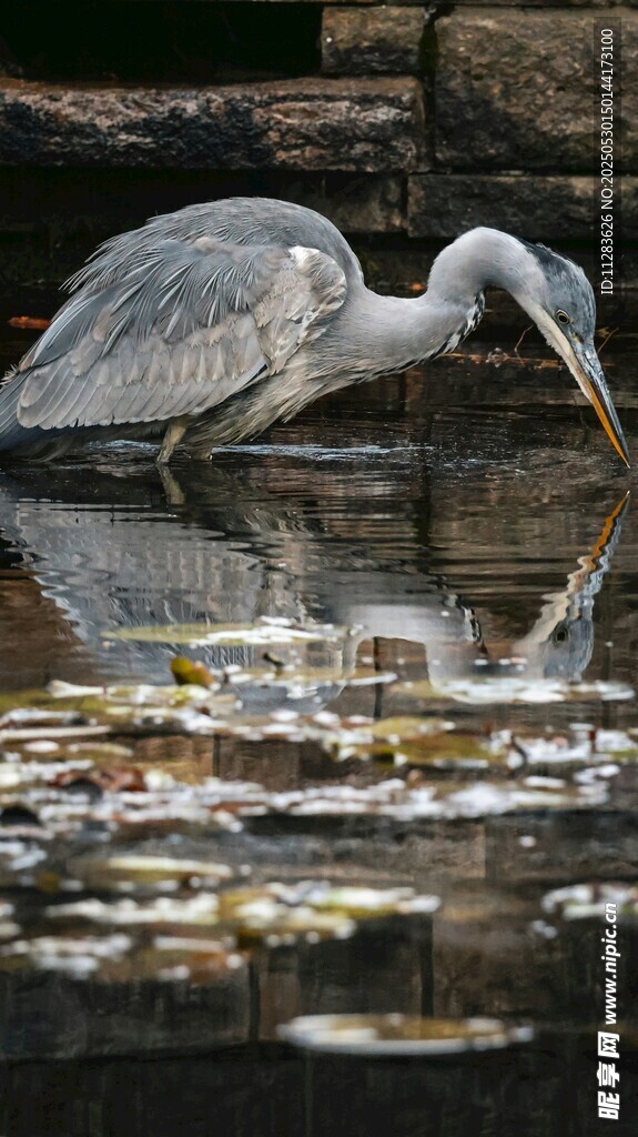 灰鹭于水边专注觅食