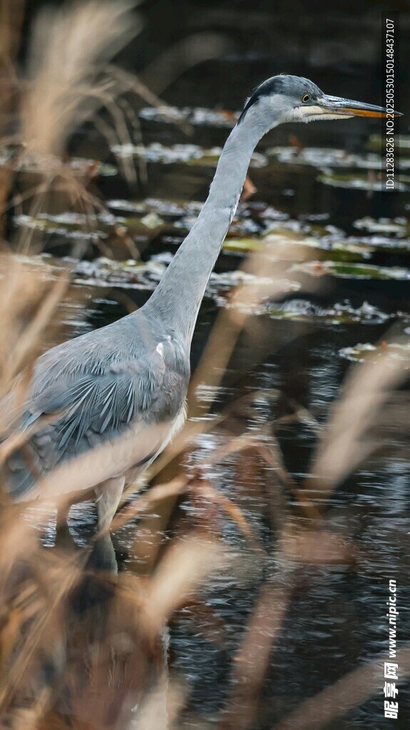 灰鹭立于水边芦苇间