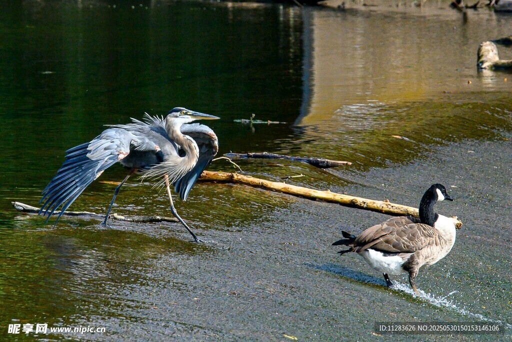 水边鹭鸟与野鸭
