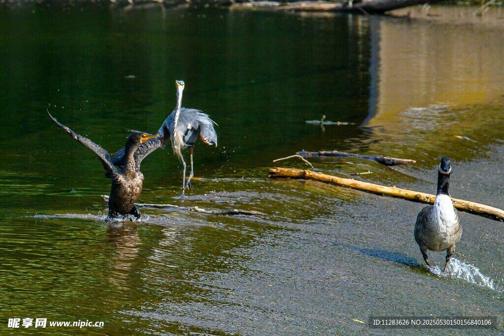 鹭鸟和野鸭