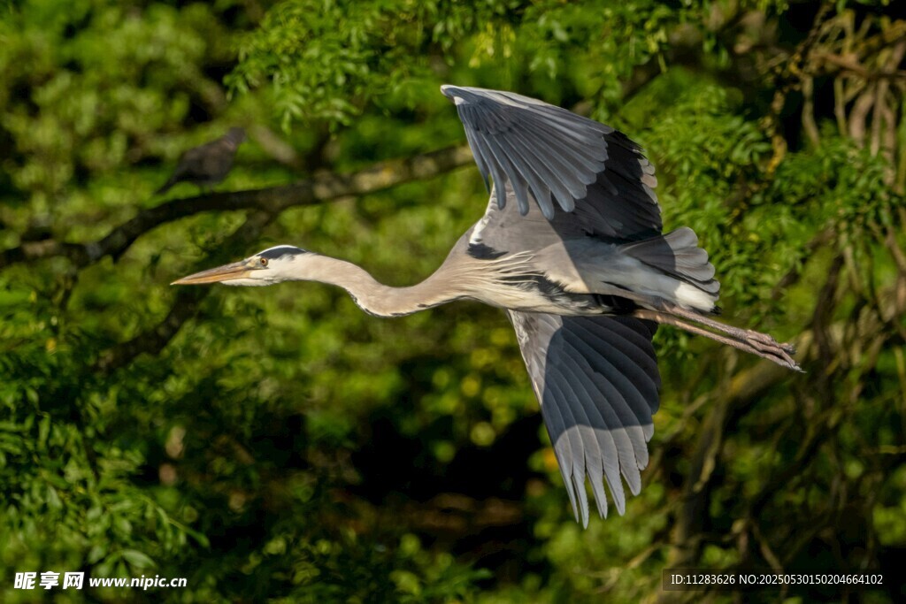 灰鹭林间展翅飞翔