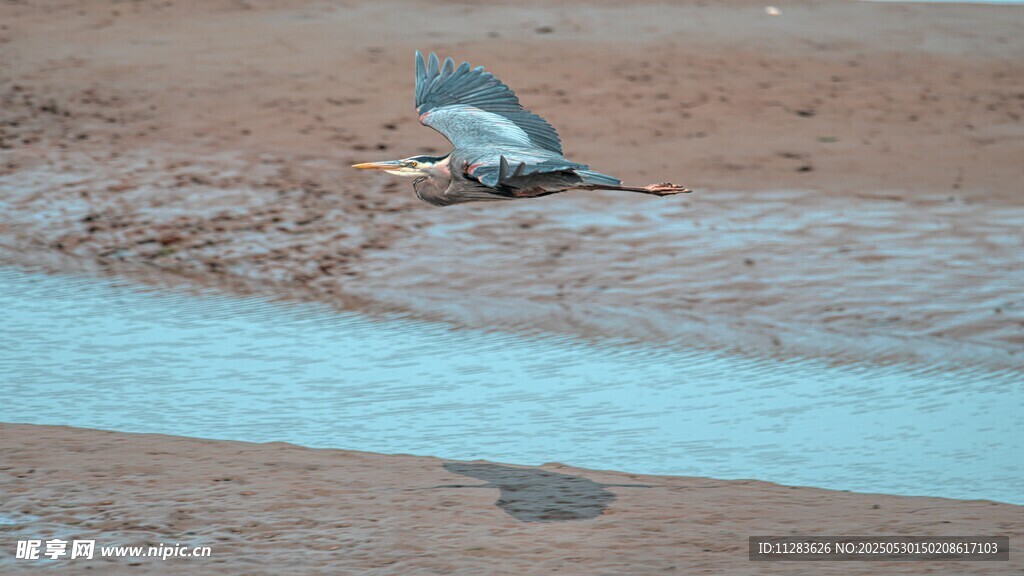 河边休憩的鸟儿