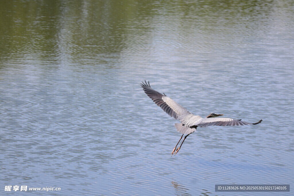 苍鹭水面展翅飞翔瞬间