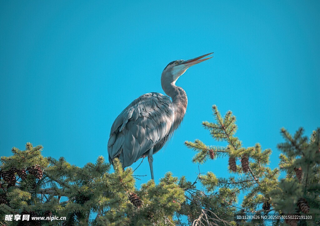 枝头鹭鸟望蓝天