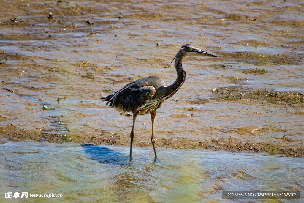 湿地中站立的优雅长脖鸟