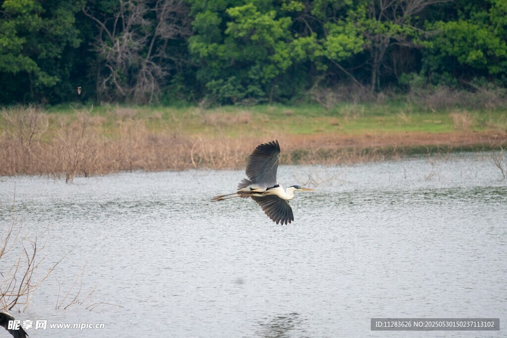 湖畔飞鸟展翅翱翔