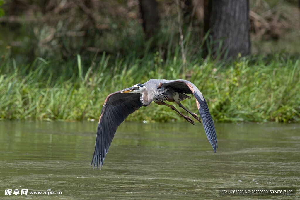 灰鹭水面展翅飞翔
