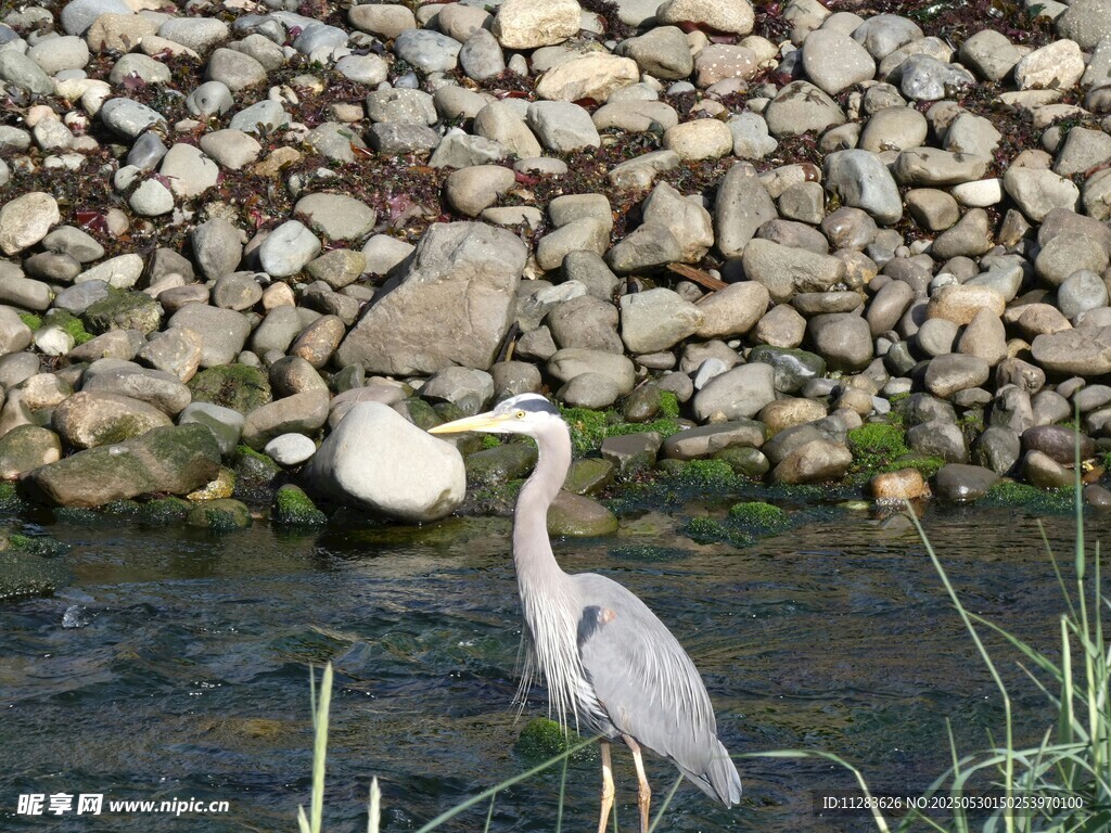 溪边鹭鸟与休憩的鸭子