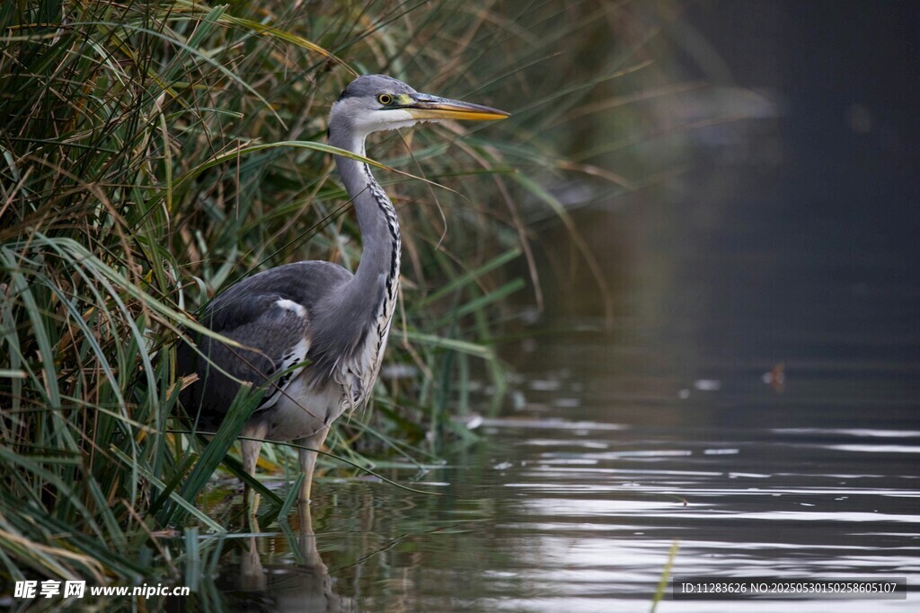 水边灰鹭静立赏景