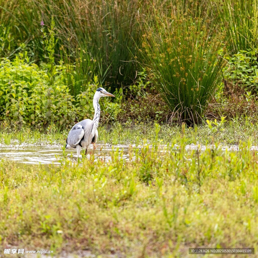 湿地中的灰鹭