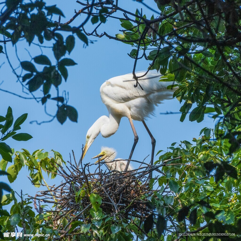 白鹭在巢中育雏的温馨瞬间