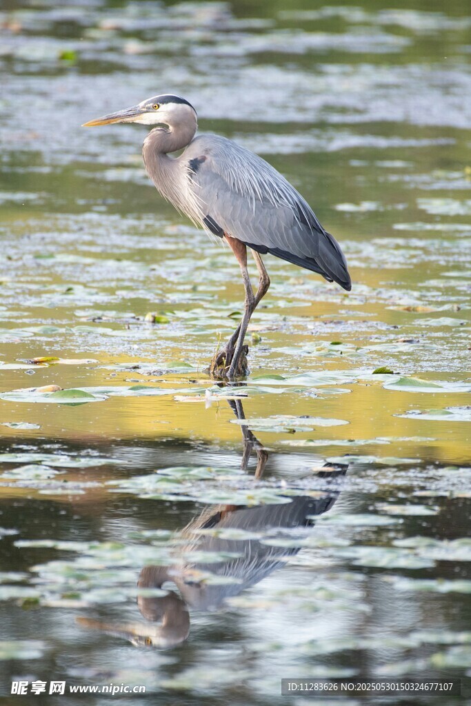 灰鹭立于水面倒影间