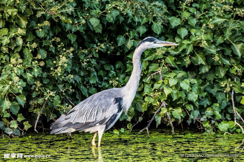 灰鹭立于绿意盎然的水边