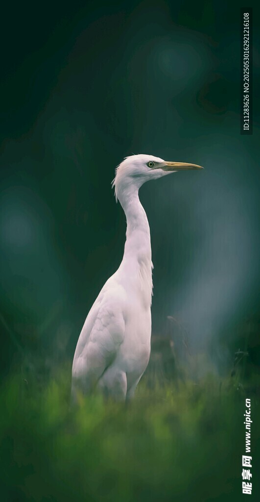 白鹭静立于绿意之中
