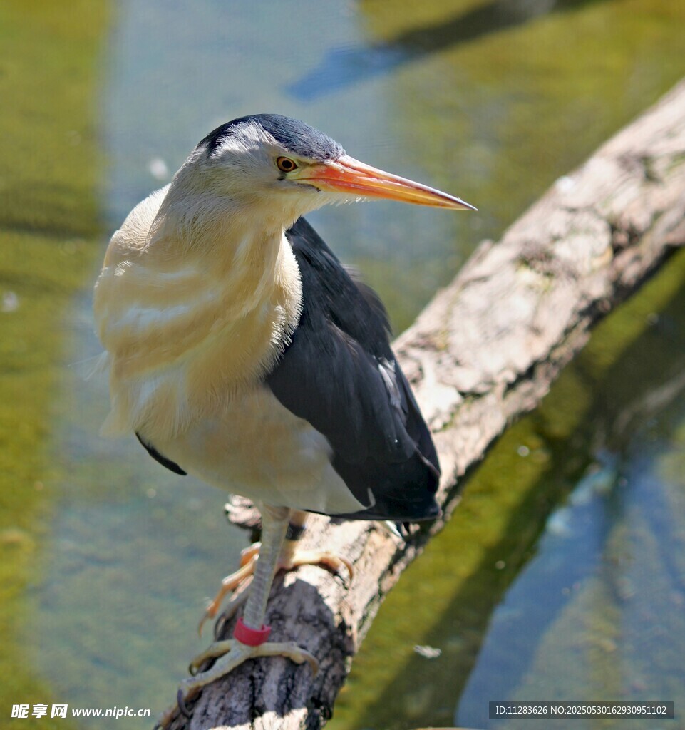 水边栖息的长嘴鸟