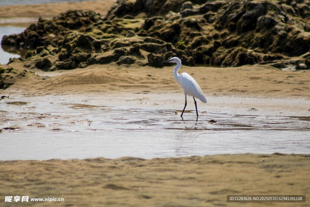 白鹭漫步于滩涂湿地