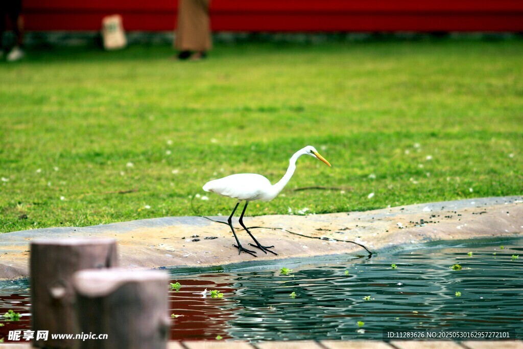白鹭立于水边绿地