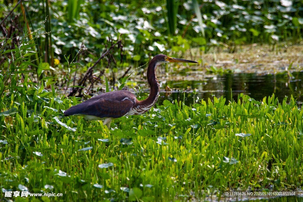 草丛中的紫鹭
