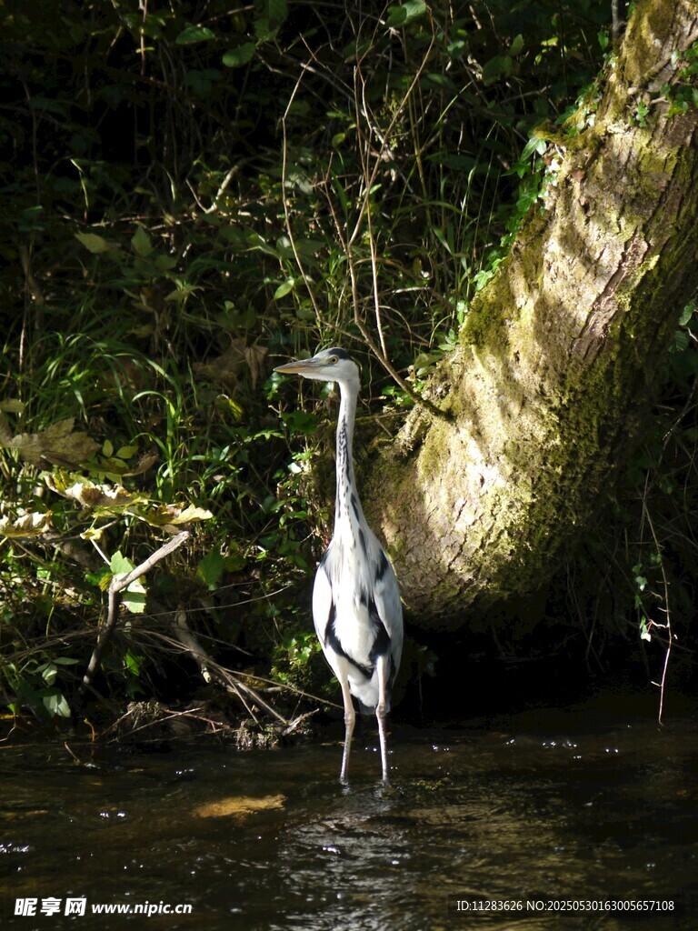 溪边白鹭静立赏自然