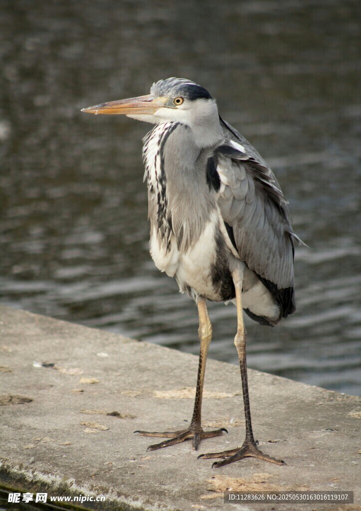 岸边站立的灰鹭