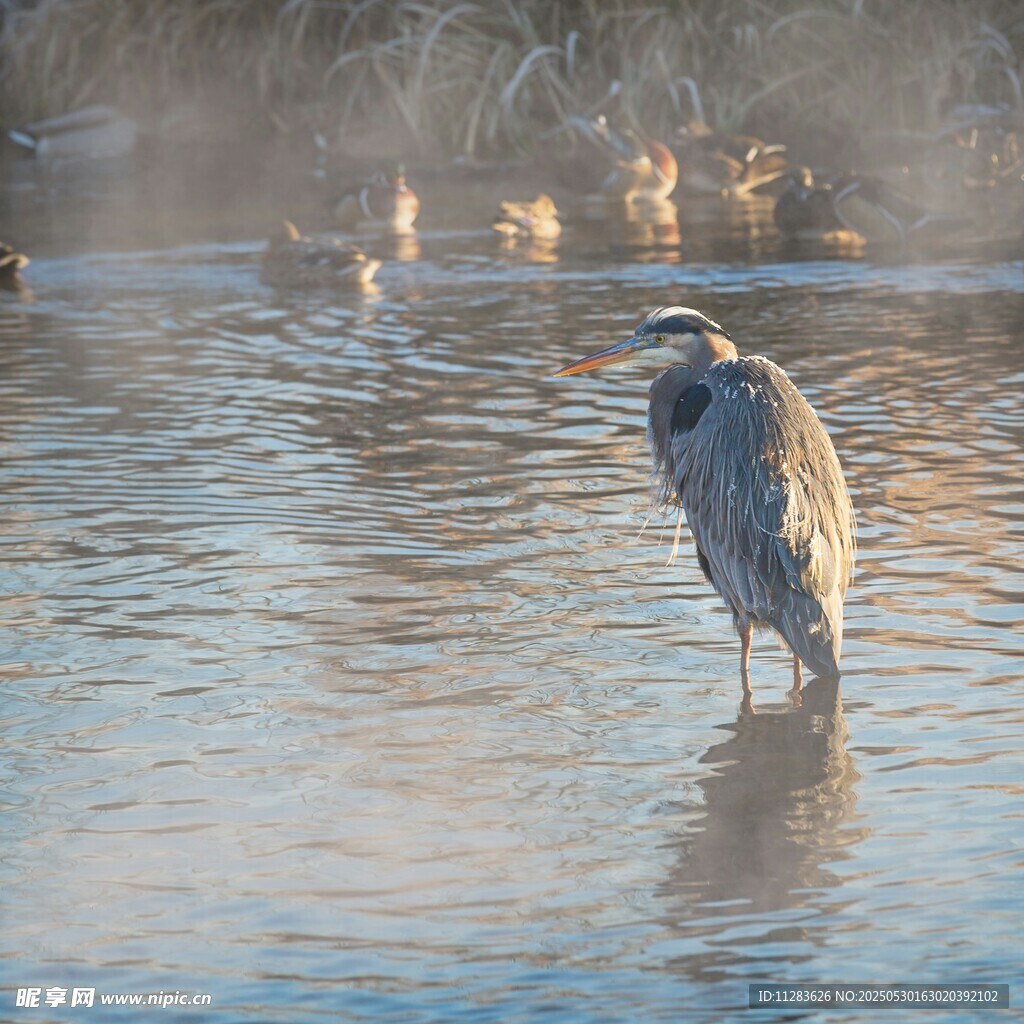 水边苍鹭静立赏景