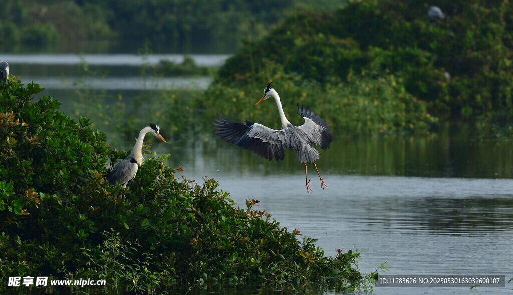 湖畔鹭鸟栖息自然美景