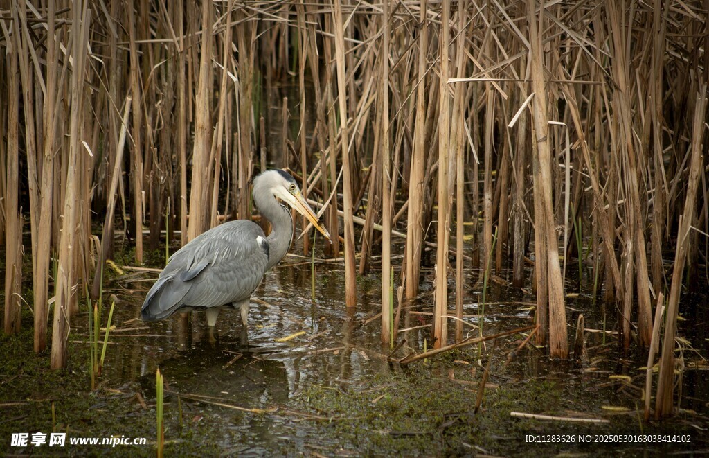 灰鹭立于芦苇间的静谧画面
