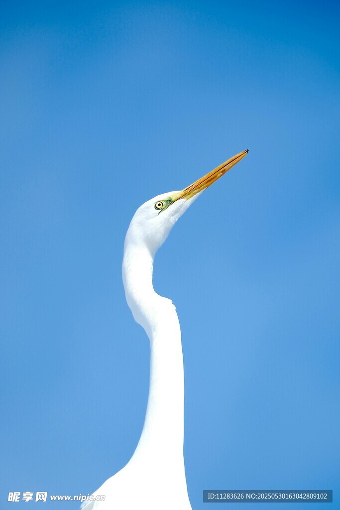 白鹭仰首蓝天