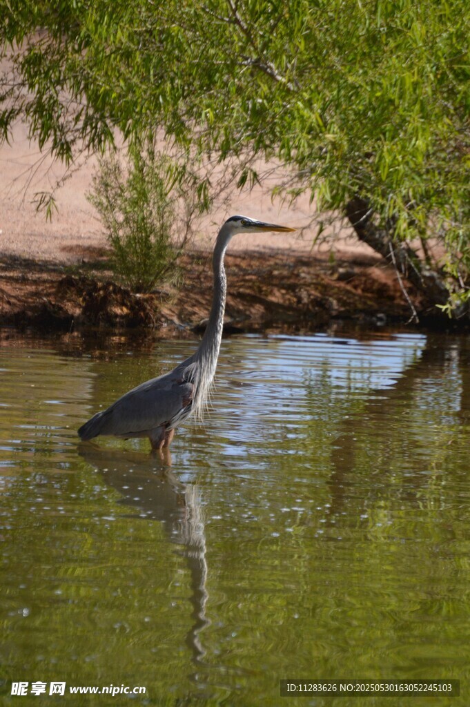 水中鹭鸟悠然自得