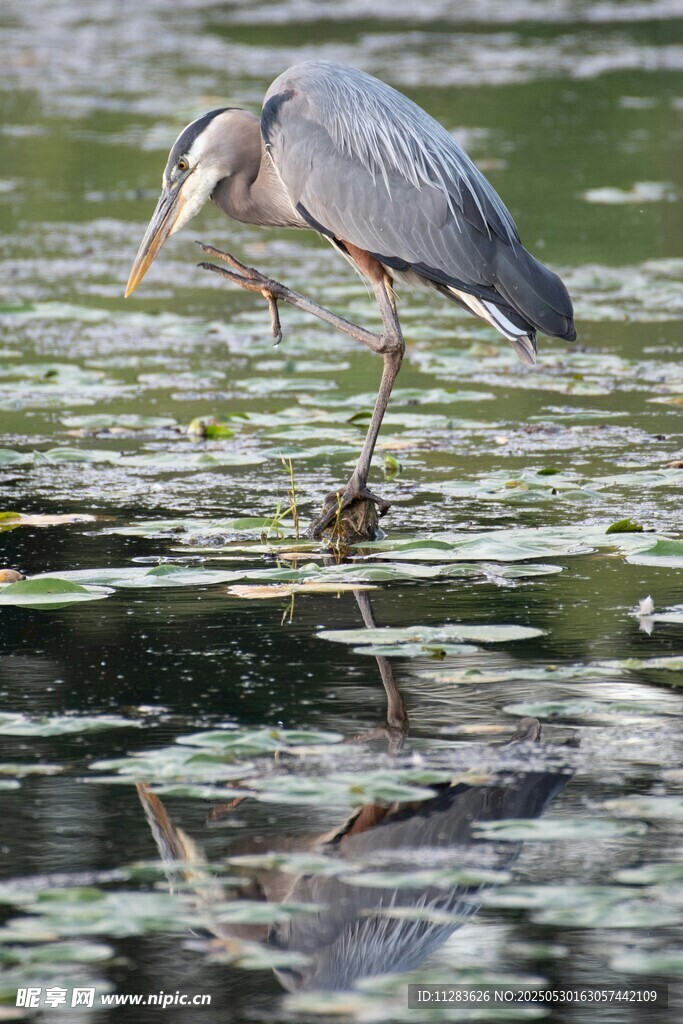 灰鹭立于水面觅食