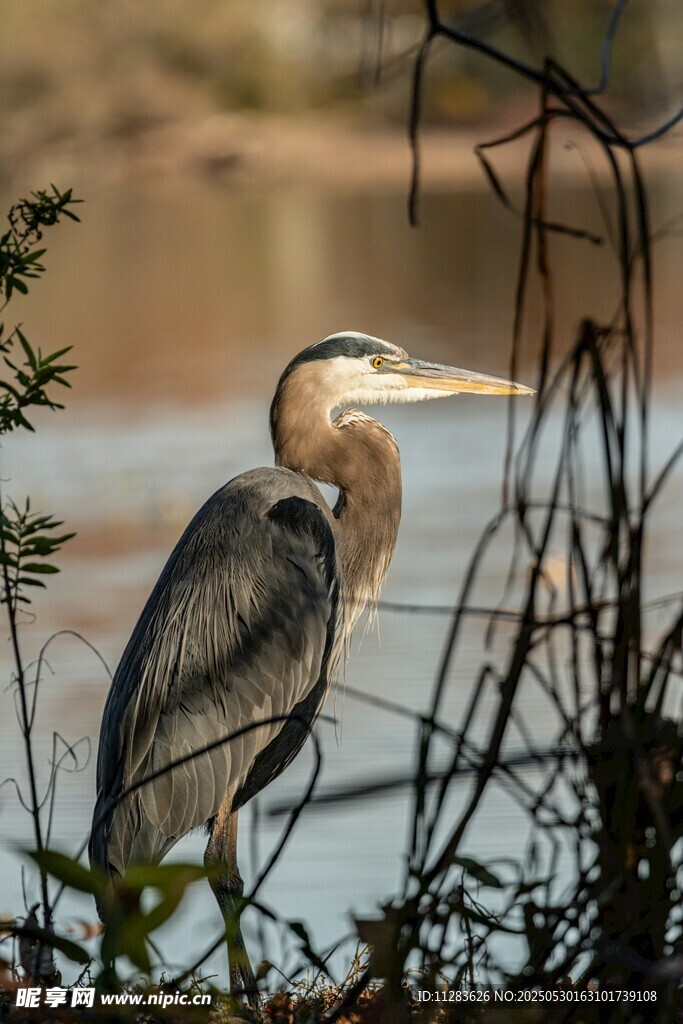 灰鹭立于水边植物间