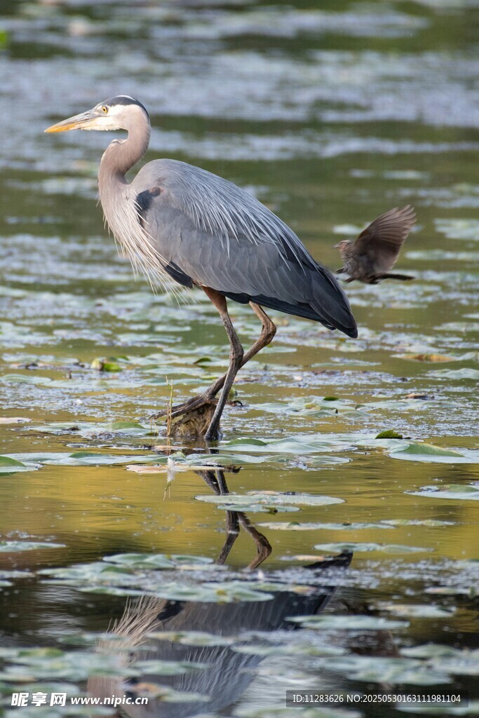 灰鹭立于水面倒影中