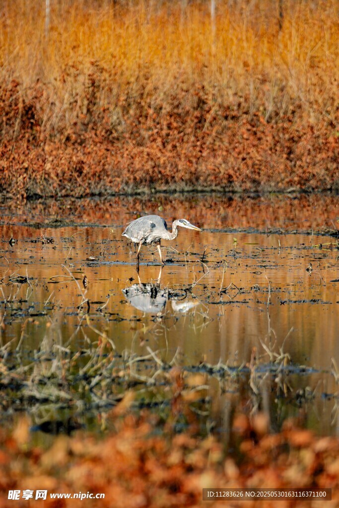 秋日湿地中的优雅白鹭