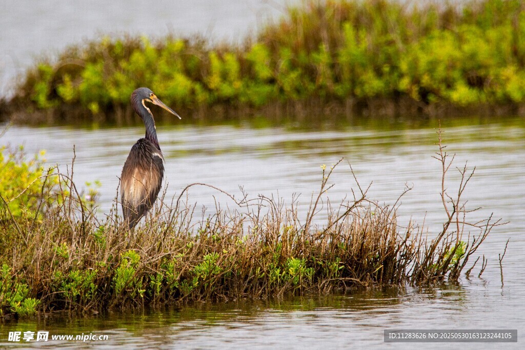 水边栖息的多彩鹭鸟