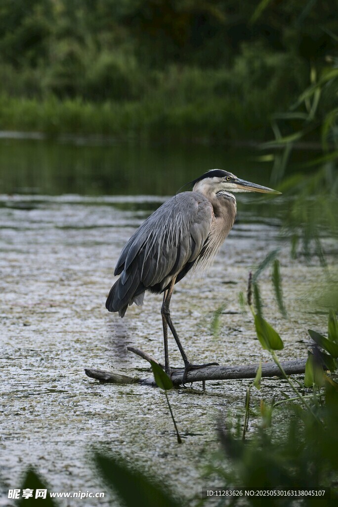 水边站立的灰鹭
