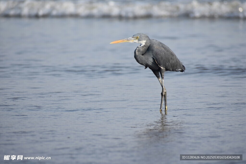 灰鹭独立于水面