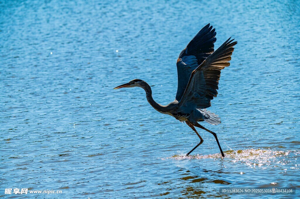 蓝鹭踏水展翅瞬间