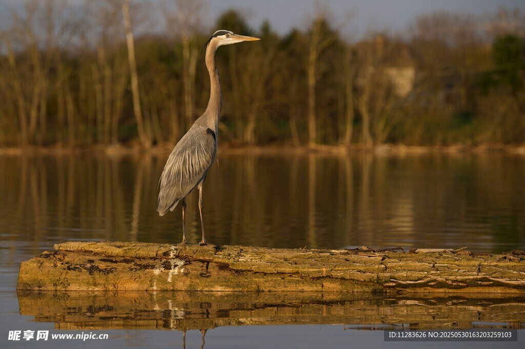 湖畔木上的灰鹭