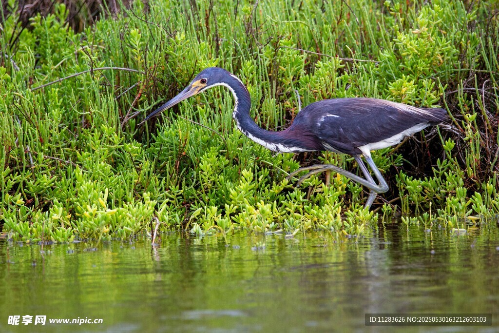 水边觅食的三色鹭