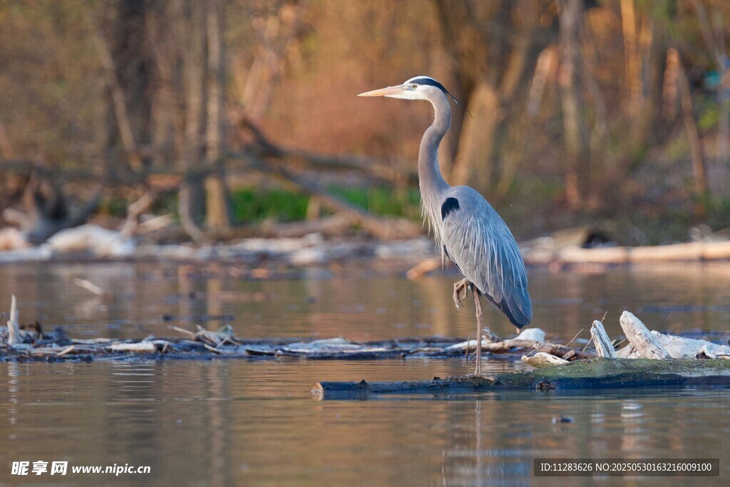 水边伫立的灰鹭