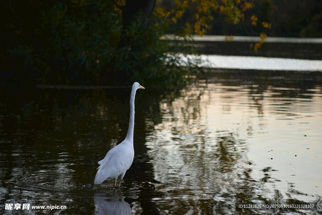 水边伫立的优雅白鹭