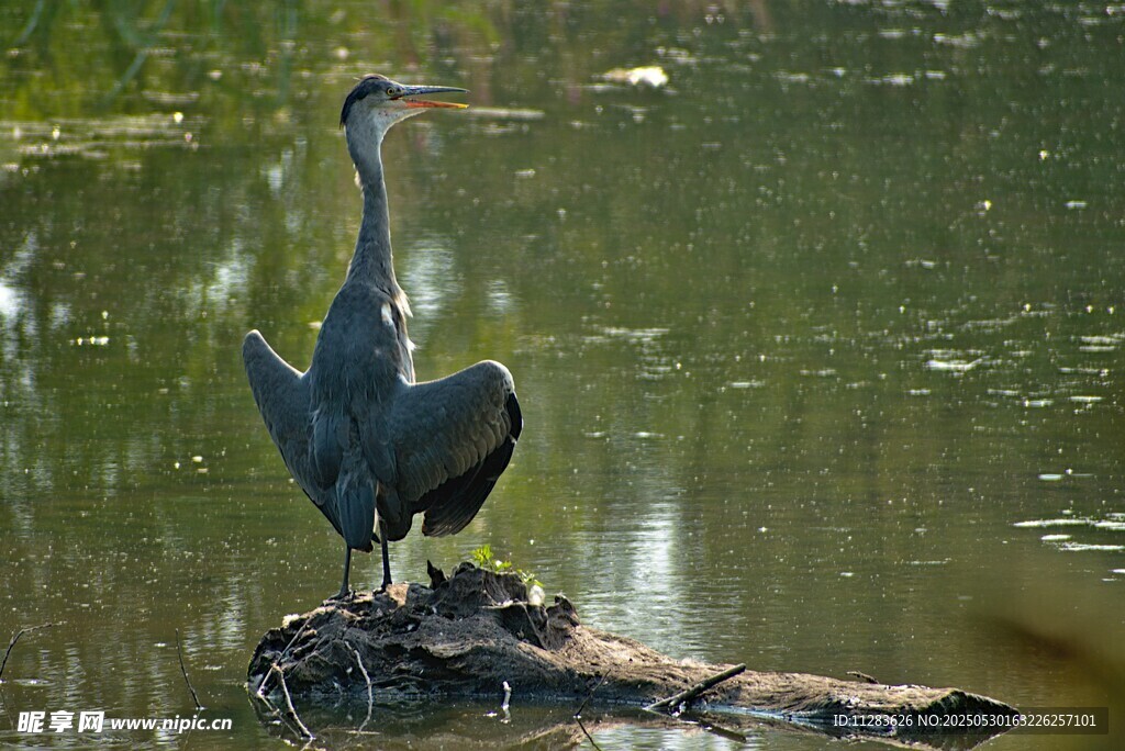 水边栖息的灰鹭