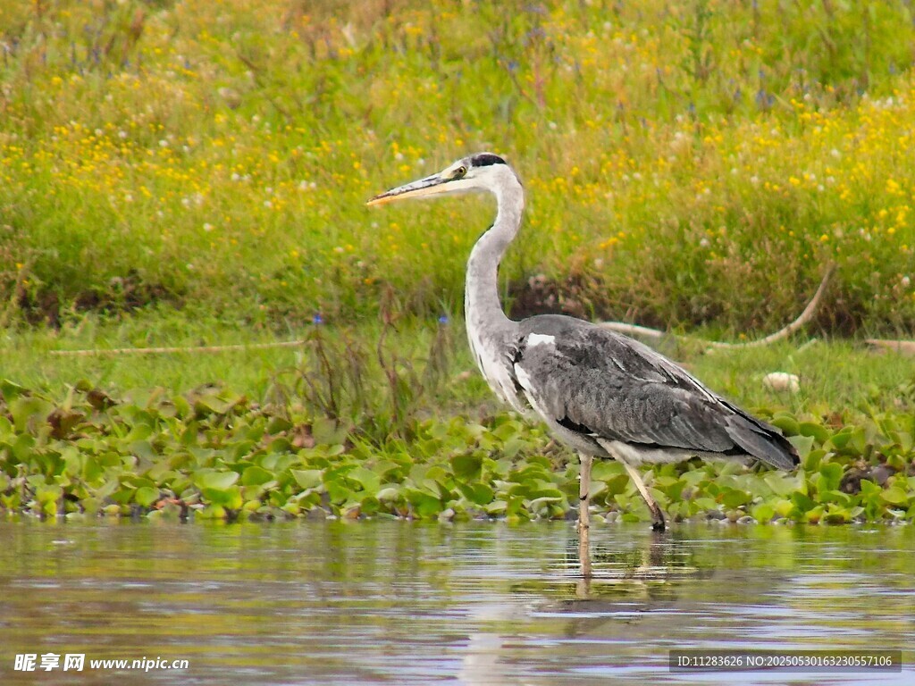 灰鹭立于水边湿地