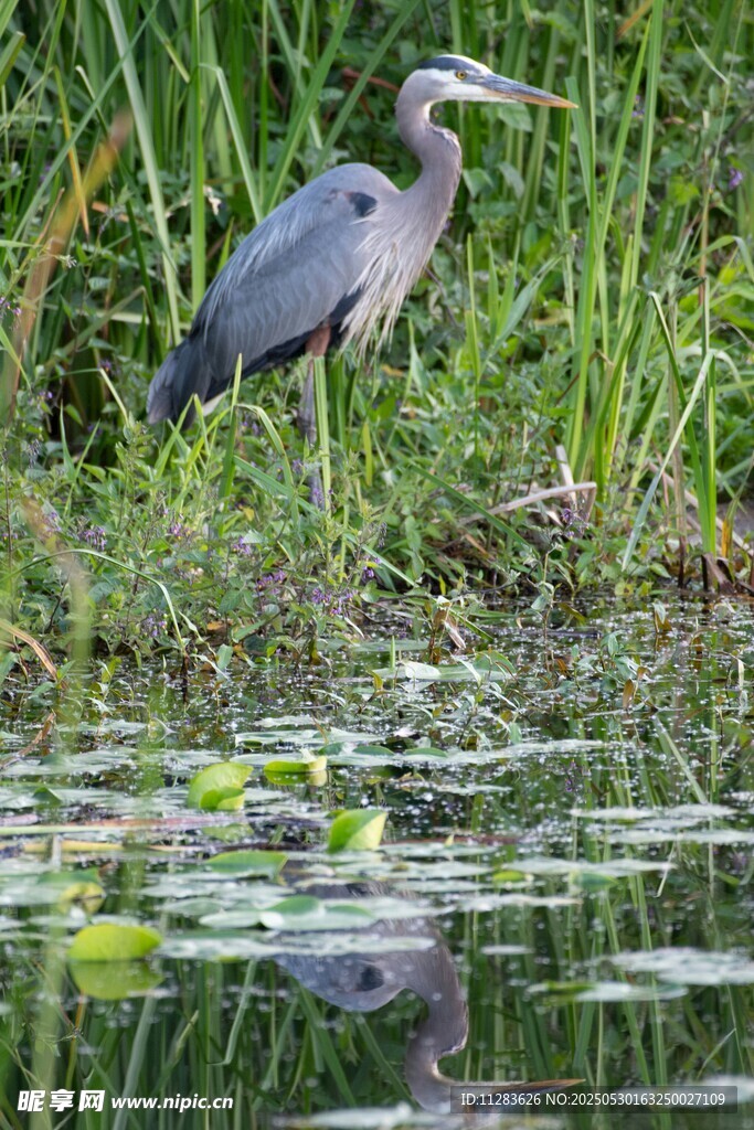 水边伫立的灰鹭